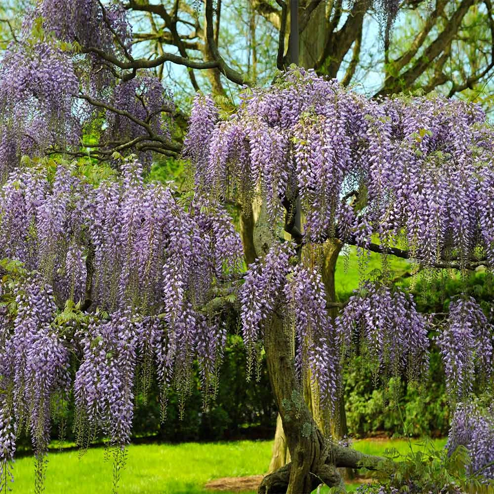 Purple Wisteria Tree 6 Purple Wisteria Tree - Image 4