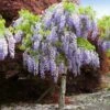 Purple Wisteria Tree 2 Purple Wisteria Tree -Brighter Blooms wisteria tree BB 600x600 bd76ad45 21cd 4411 b4ae b07dfd1534a3